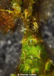 found in Lembeh by Thomas Lueken 